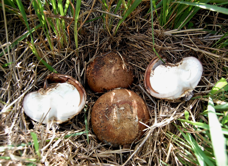 Geastrum di alta quota nei Sibillini -cf. G. melanocephalum